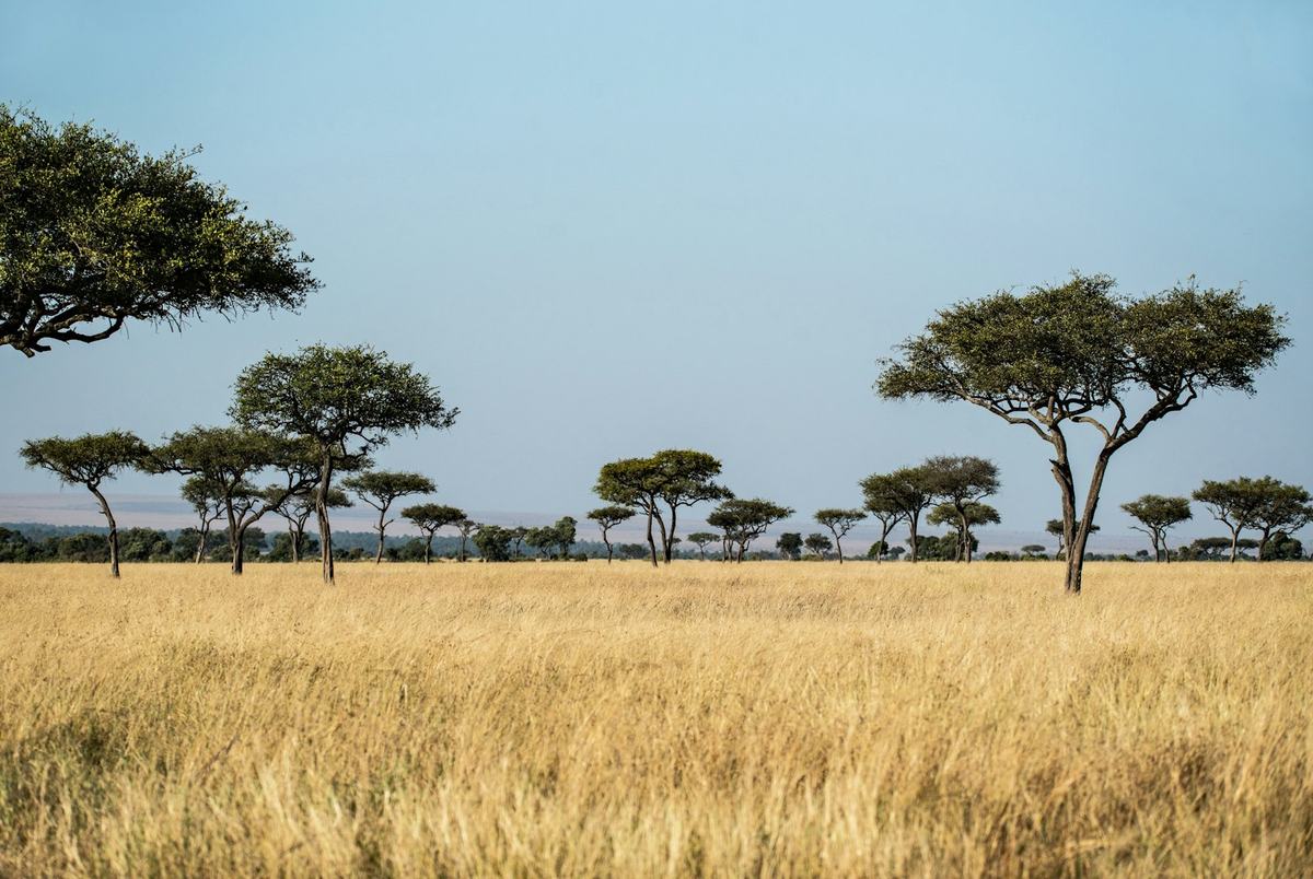 Acacia trees on the golden grass of the Maasai Mara